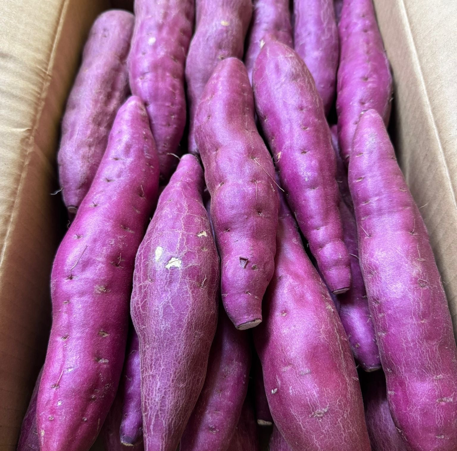 德島 日本蕃薯 5kg