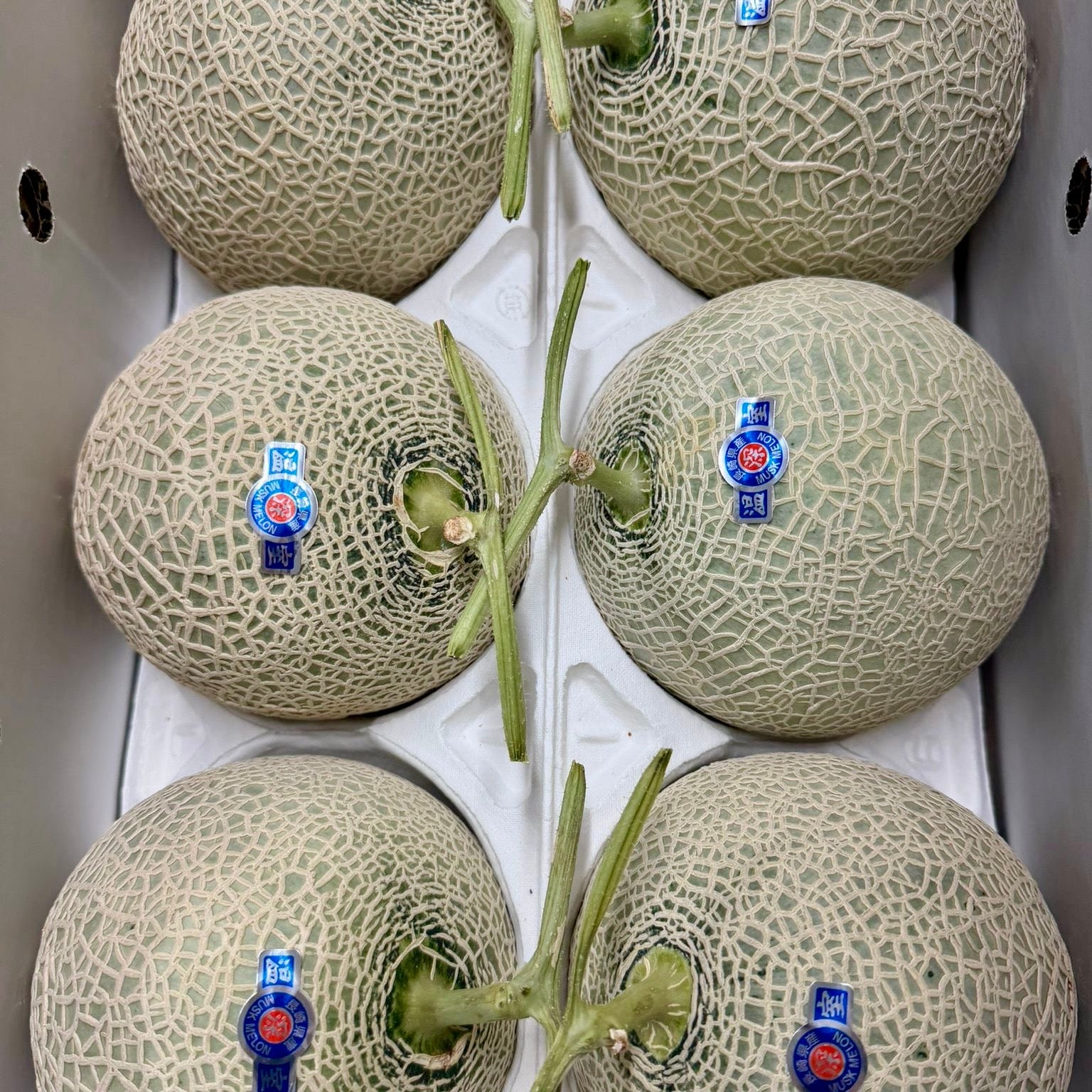 長崎 阿魯斯青肉蜜瓜 8Kg 6入