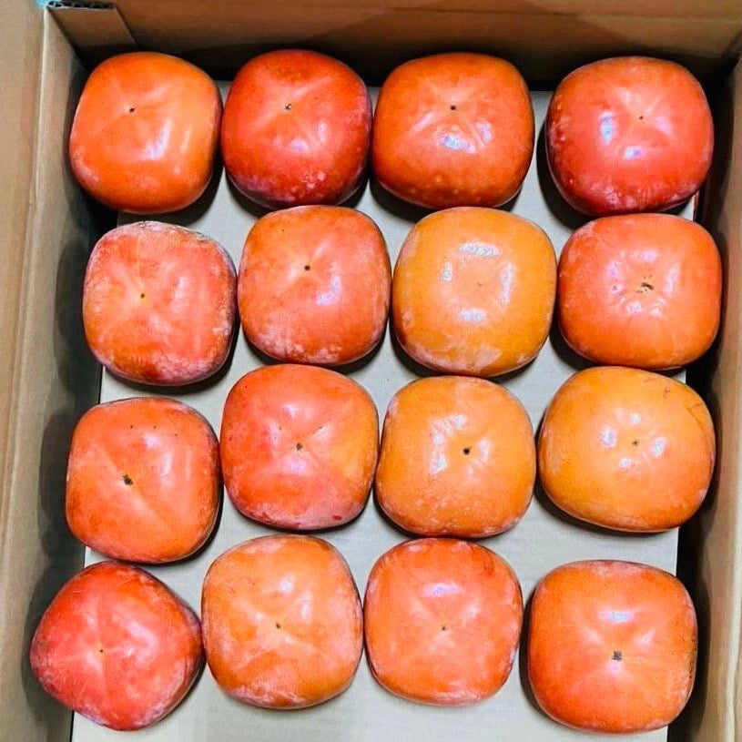 福岡 富有柿 10KG 48裝